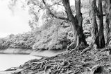 Infrared B&W Negative Film, 35mm