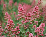 Ektar 100 Color Negative Film, 35mm